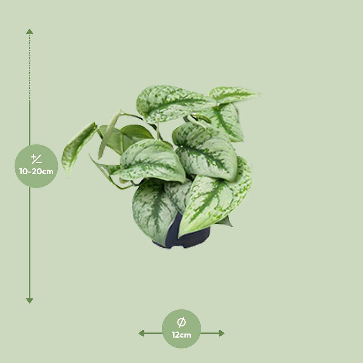 Scindapsus pictus Trebie – Ø12 cm, 15 cm høj – billede 2