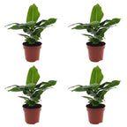 4× Musa Oriental Dwarf (Bananenpflanze) – Ø 12 cm, 30 cm hoch