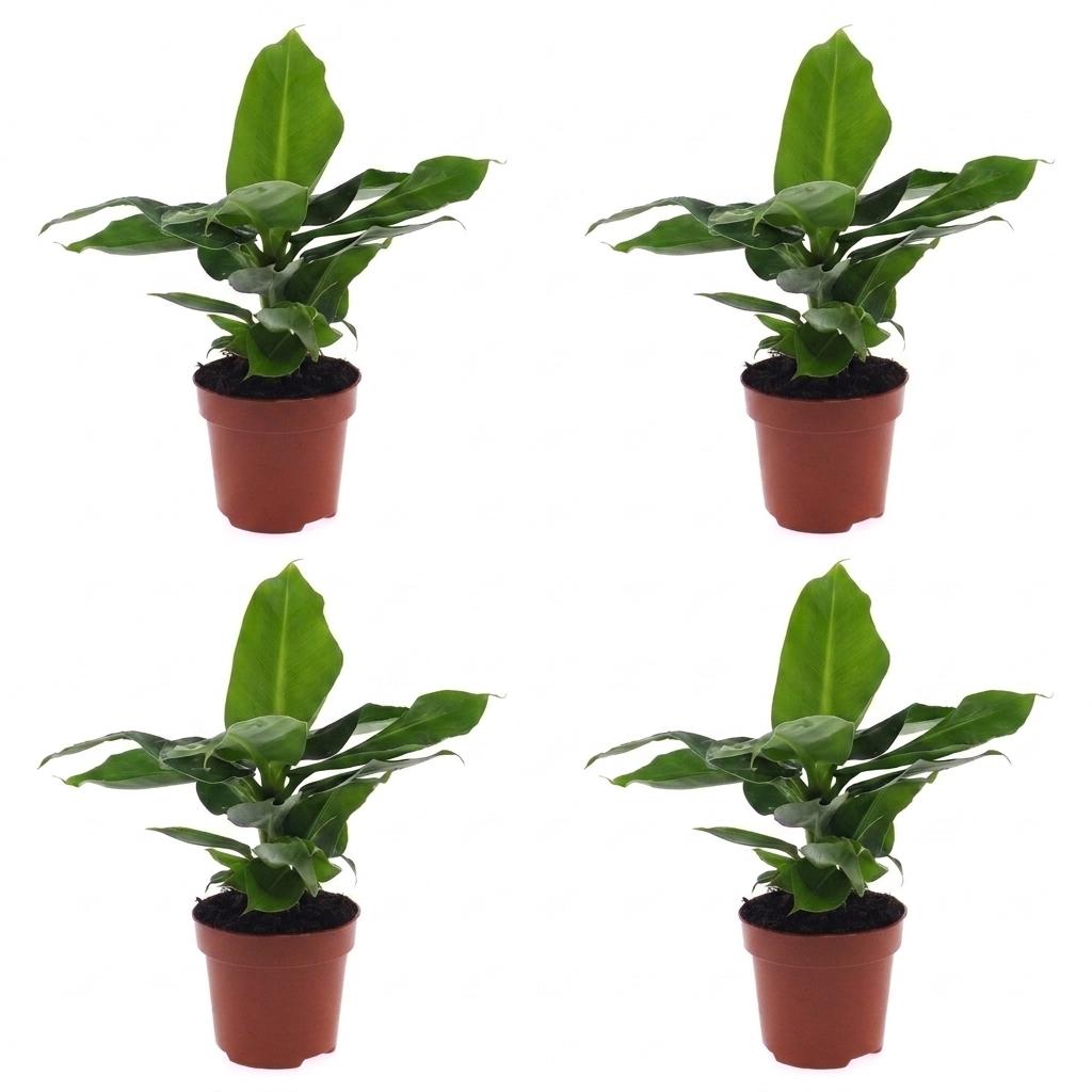 4× Musa Oriental Dwarf (Bananenpflanze) – Ø 12 cm, 30 cm hoch