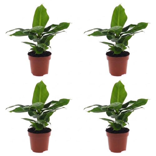 4× Musa Oriental Dwarf (bananenplant) – Ø12 cm, 30 cm hoog