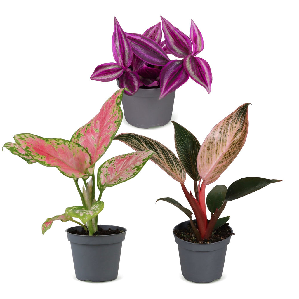 3× Baby Plants Paradise Mix – Ø6 cm, 10–15 cm tall – photo 2