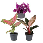 3× Baby Plants Paradise Mix – Ø6 cm, 10–15 cm tall