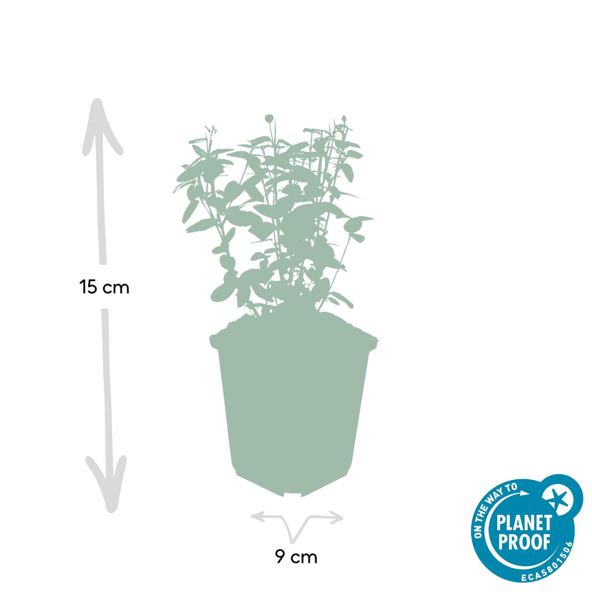 Euonymus fortunei radicans (kardinalskjulder) – 24 planter, Ø9 cm, 10–25 cm høje – billede 2