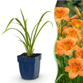 Hemerocallis 'Mauna Loa' (Taglilie) – orange – 24 Pflanzen, Ø11 cm, 15–25 cm hoch