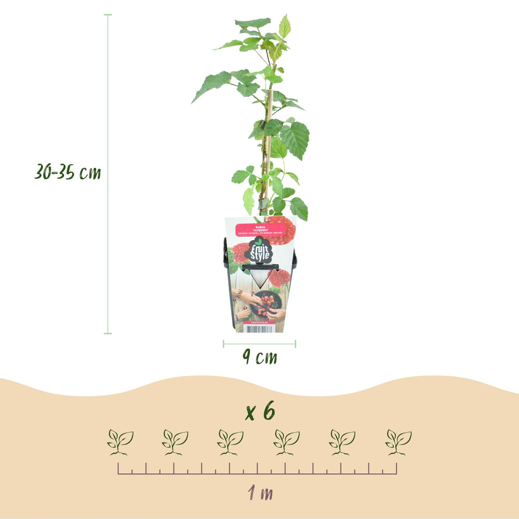 Rubus 'Tayberry' (taybes) – 3 planten, Ø9 cm, 35 cm hoog – foto 3