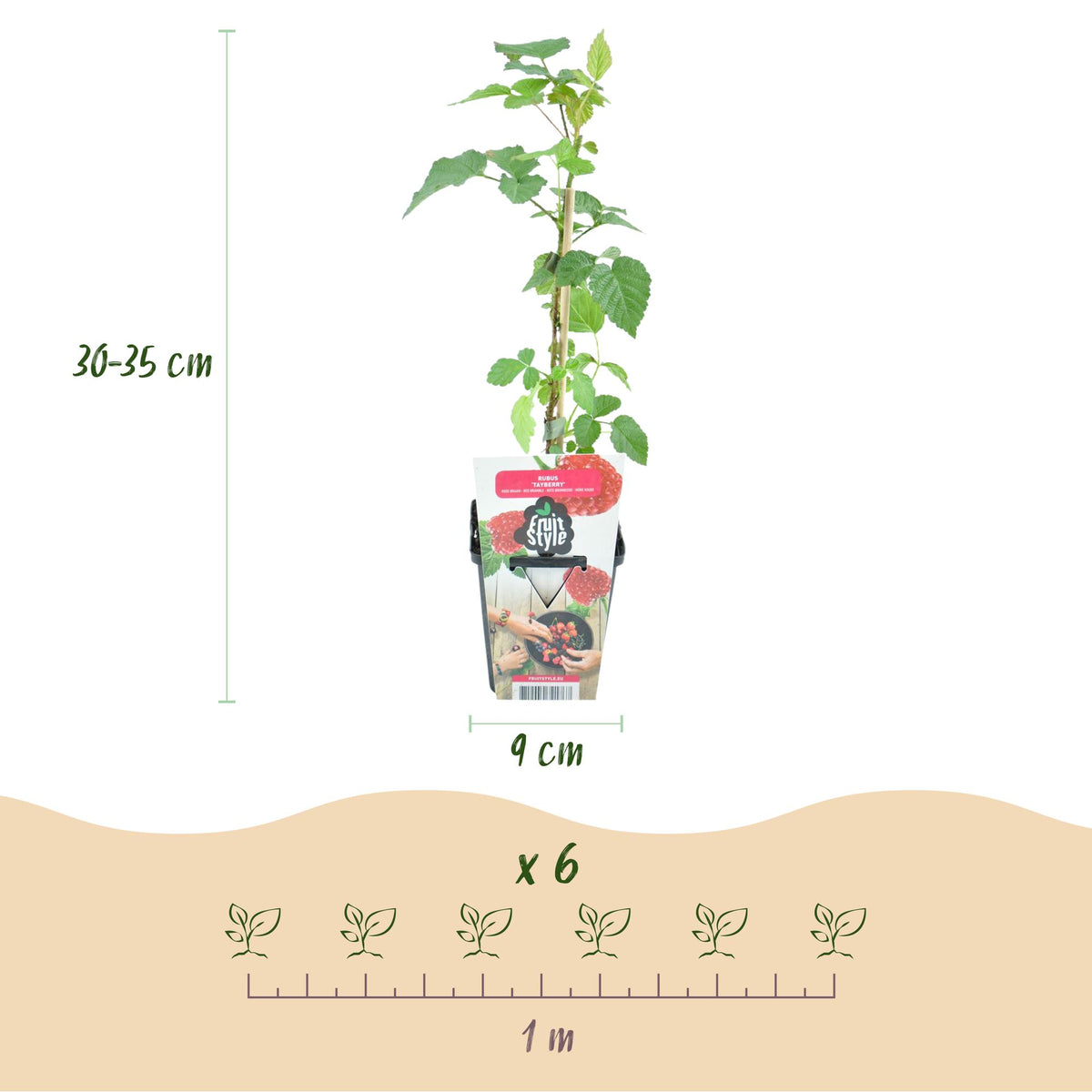 Rubus 'Tayberry' (taybes) – 3 planten, Ø9 cm, 35 cm hoog – foto 3