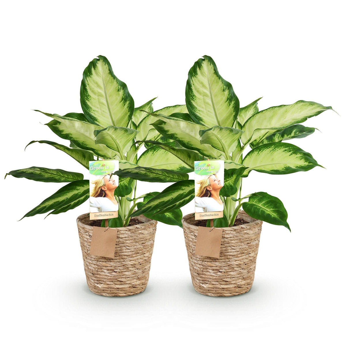 2× Dieffenbachia met mand – Ø17 cm, 45–50 cm hoog