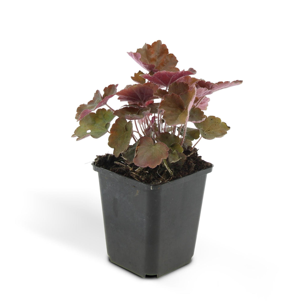 Heuchera mic. 'Palace Purple' (purperklokje) – 24 planten, Ø9 cm, 10–25 cm hoog
