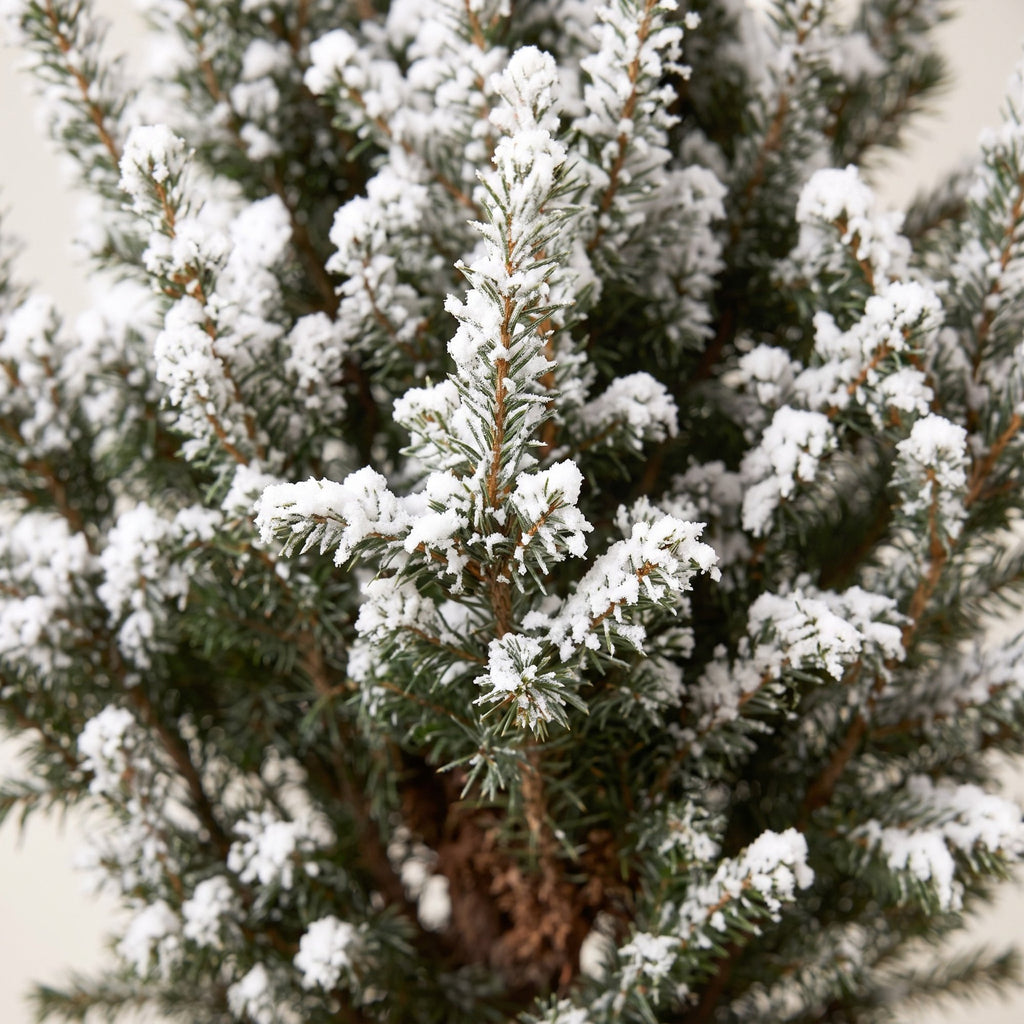 4× Picea glauca Conica (julegran) – Ø17 cm, 65 cm høj – hvid