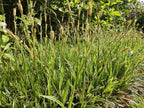 Carex morrowii 'Aureovariegata' (laîchue) – 12 plants, Ø9 cm, 10–25 cm de haut
