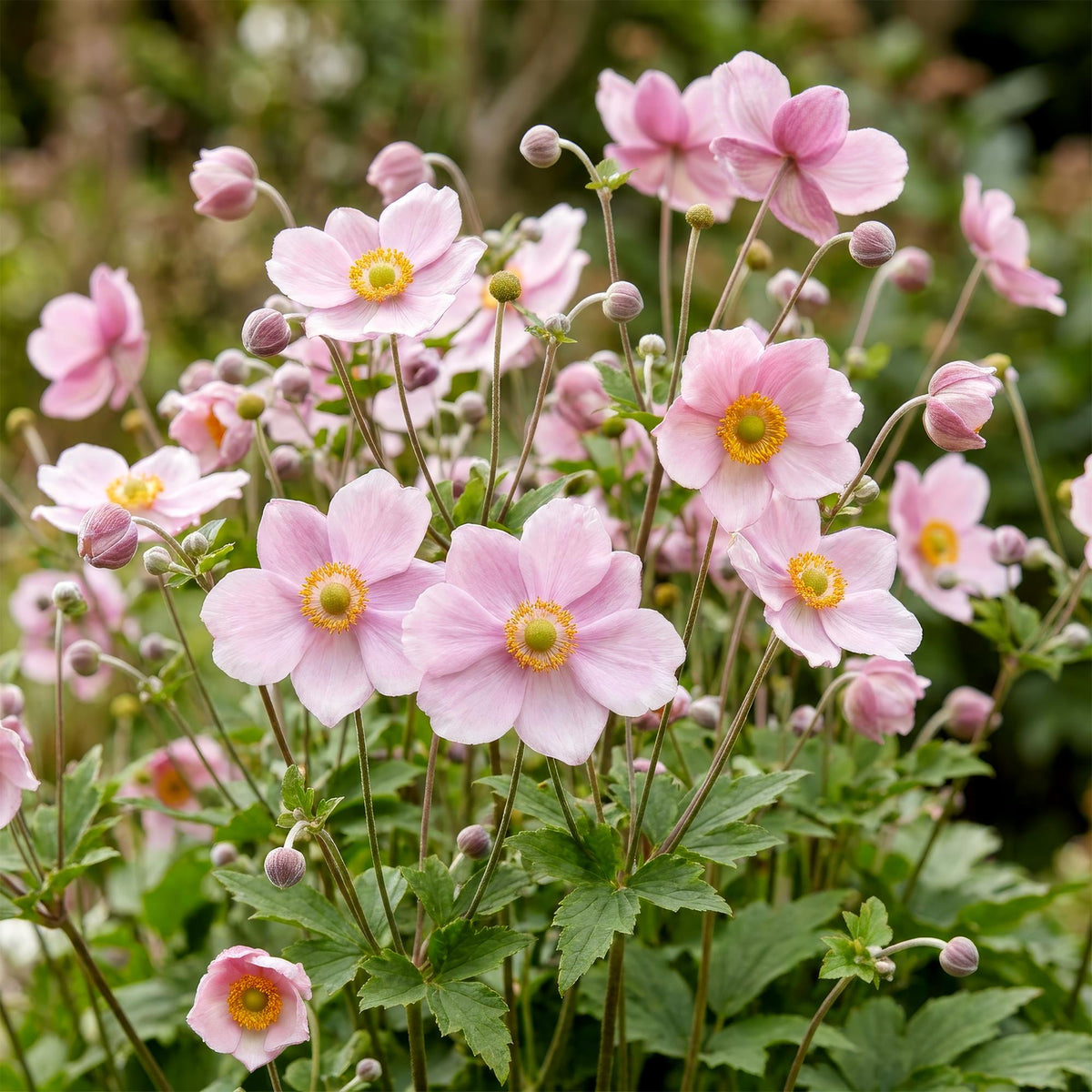 Anemone hybr. 'Kön. Charlotte' (Herbstanemone) – rosa – 6 Pflanzen, Ø 11 cm, 15–25 cm hoch
