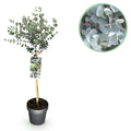 Eucalyptus gunni 'Azure' auf Stamm – Ø 19 cm, 70–90 cm hoch