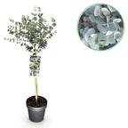 Eucalyptus gunni 'Azure' auf Stamm – Ø 19 cm, 70–90 cm hoch