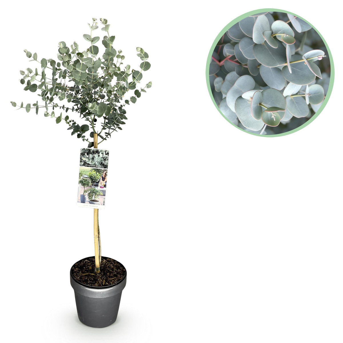 Eucalyptus gunni 'Azure' auf Stamm – Ø 19 cm, 70–90 cm hoch