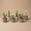 Lot de 6 cactus en mini-pots en céramique Madrid – Ø 6 cm, 8–12 cm de haut