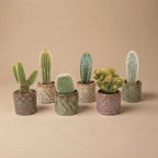 Lot de 6 cactus en mini-pots en céramique Madrid – Ø 6 cm, 8–12 cm de haut
