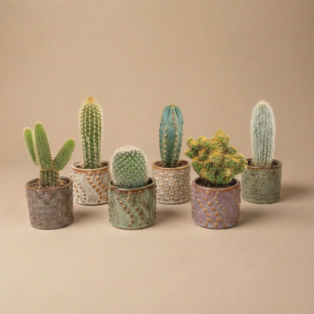 Lot de 6 cactus en mini-pots en céramique Madrid – Ø 6 cm, 8–12 cm de haut