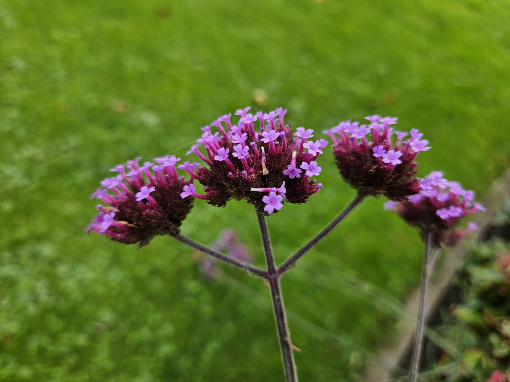 Verbena bon. 'Lollipop' (Eisenhart) – 60 Pflanzen, Ø9 cm, 10–25 cm hoch