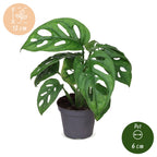 Monstera Obliqua (Swiss cheese plant) – Ø6 cm, 12 cm high