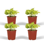 4× Scindapsus (Epipremnum) – Ø12 cm, 15 cm høj