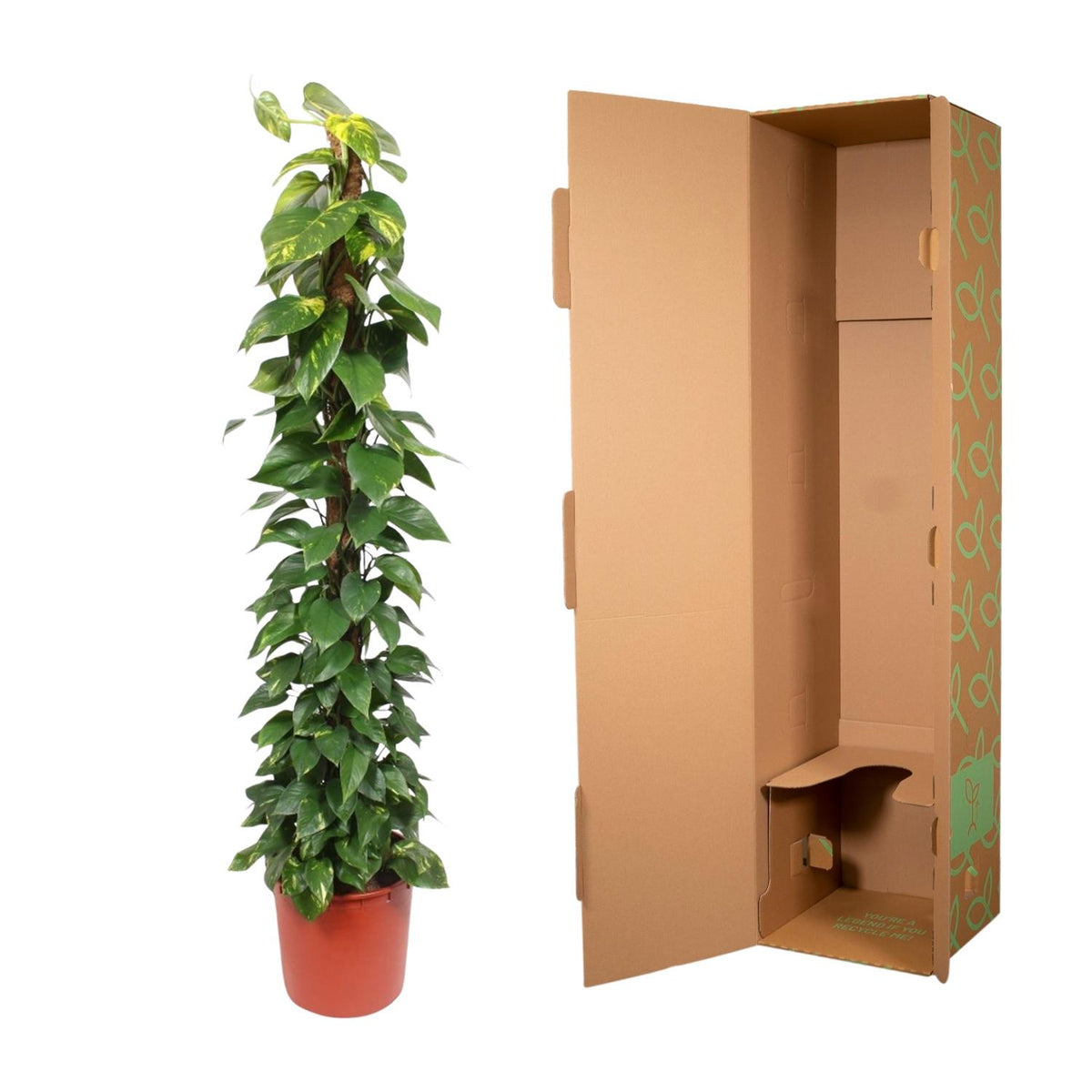 Epipremnum aureum (Scindapsus) – Ø 34 cm, 180 cm hoch