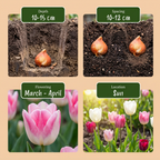 Tulpenmix 'Pastel' – 70 Blumenzwiebeln (Zwiebelgröße 11/15)