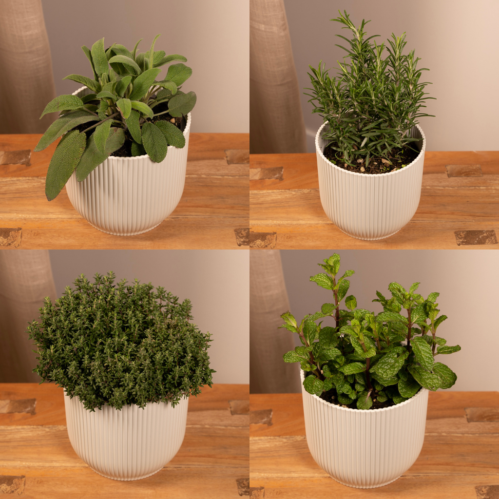 4× Pflanzenmix – Ø14 cm, 18 cm hoch