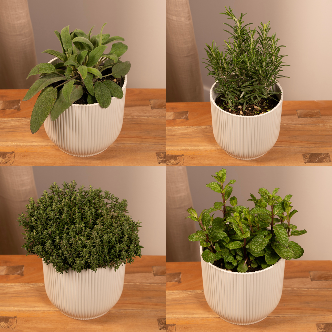 4× Pflanzenmix – Ø14 cm, 18 cm hoch