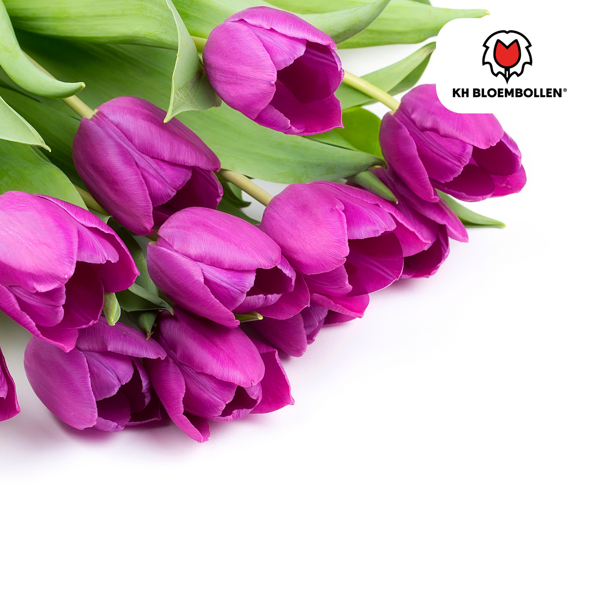 Tulp 'Purple Prince' – 20 bloembollen (bolmaat 11/12)