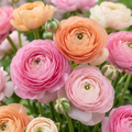 Ranunkelblanding 'Pastel' – 320 blomsterløg (løgstørrelse 5/6)