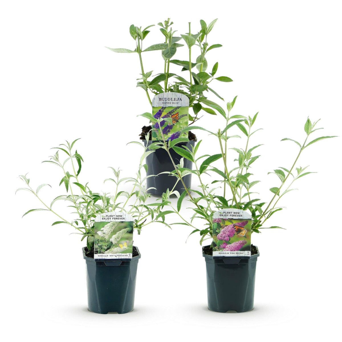 Buddleja davidii 'Tricolour' (vlinderstruik) – blauw-roze-wit – 3 planten, Ø17 cm, 45 cm hoog