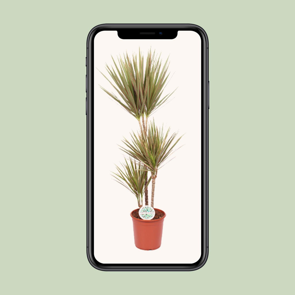 Dracaena Bicolor (Drachenbaum) – Ø24 cm, 115 cm hoch