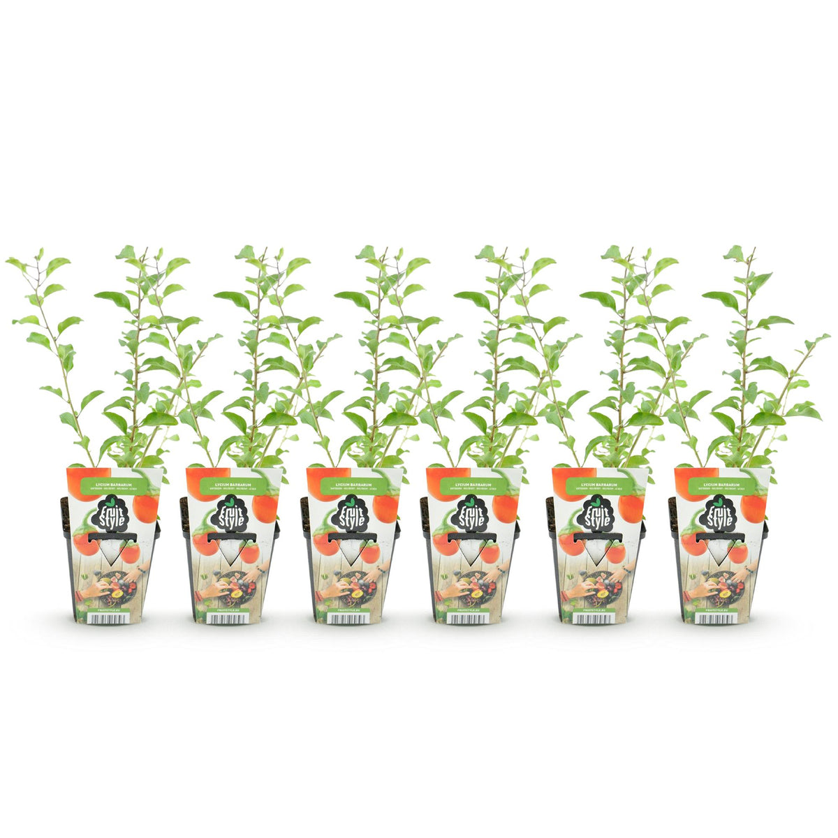 Fruitplanten – oranje – 6 planten, Ø9 cm, 35 cm hoog