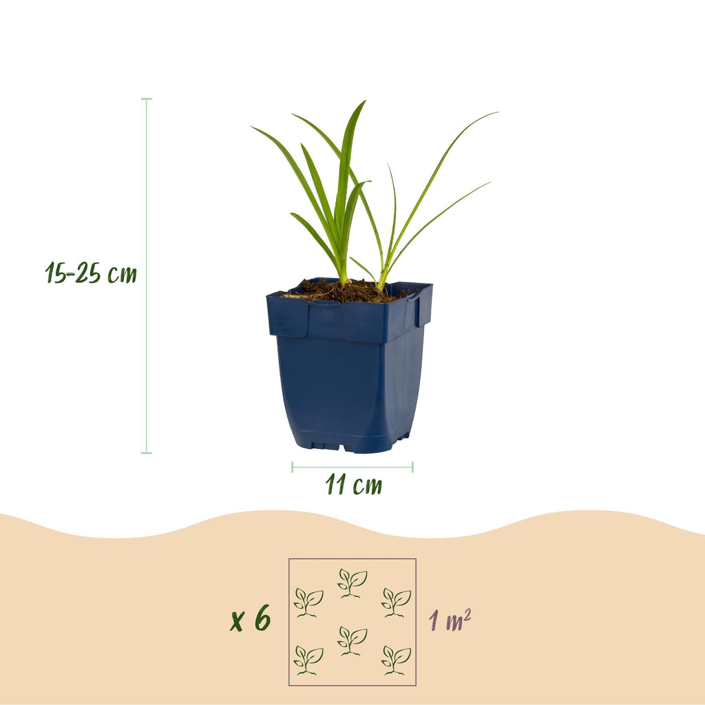 Agapanthus africanus 'Albus' (agapanthe africaine) – blanc – 24 plantes, Ø11 cm, 15–25 cm de haut – photo 3