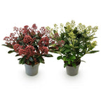 Skimmia japonica 'Duo' – blanc-rouge – 2 plantes, Ø15 cm, 30 cm de haut