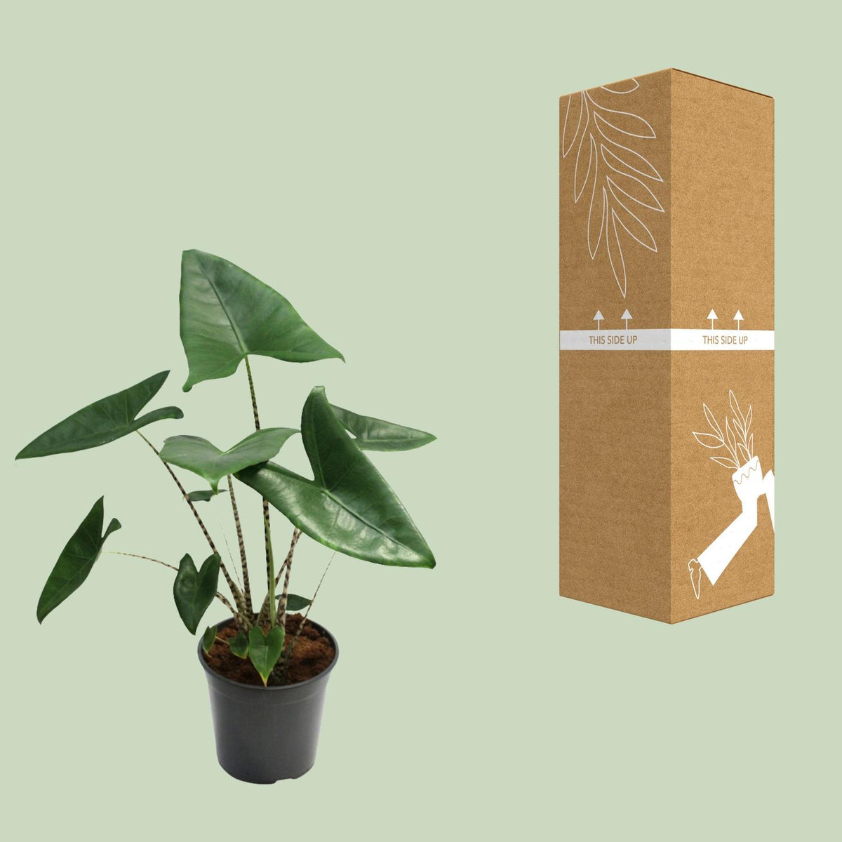 Alocasia zebrina (Zebrano-Alocasia) – Ø 21 cm, 80 cm hoch