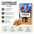 Tulipe 'Light and Dreamy' – 20 bulbes (calibre 11/12)