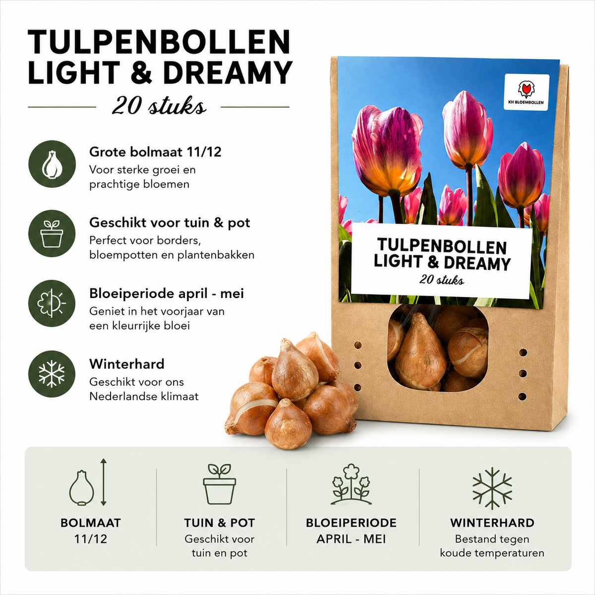 Tulpe 'Light and Dreamy' – 20 Blumenzwiebeln (Zwiebelgröße 11/12)
