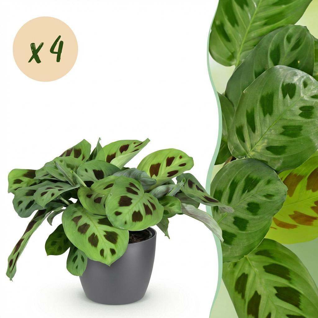 4× Maranta Fascinator Kerchoveana (bedplant) i Potter-pyntepotte grå – Ø12 cm, 25 cm høj