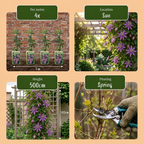 Passiflora 'Lavendel Dame' (passiebloem) – paars – 2 planten, Ø9 cm, 35 cm hoog
