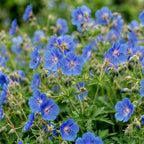 Geranium 'Johnson’s Blue' (Storchschnabel) – blau – 3 Pflanzen, Ø11 cm, 15–25 cm hoch