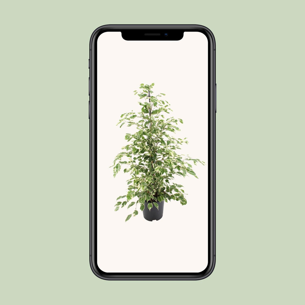 Ficus benjamina Twilight (ficus pleureur) – Ø21 cm, 95 cm de haut