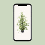 Ficus benjamina Twilight (ficus pleureur) – Ø21 cm, 95 cm de haut