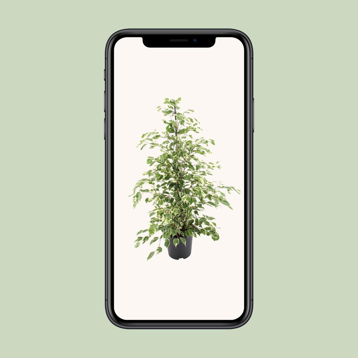 Ficus benjamina Twilight (grædefikus) – Ø21 cm, 95 cm høj
