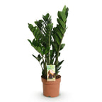 Zamioculcas (ZZ-Pflanze) – Ø 17 cm, 65–75 cm hoch