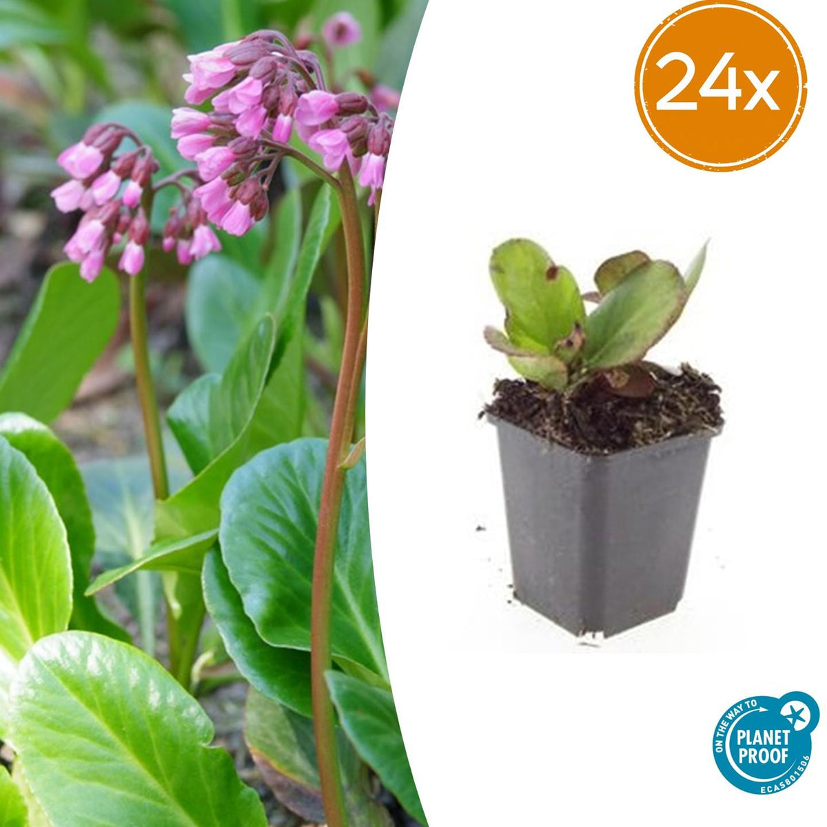 Bergenia cordifolia 'Herbstblüte' (schoenlappersplant) – 24 planten, Ø9 cm, 10–25 cm hoog