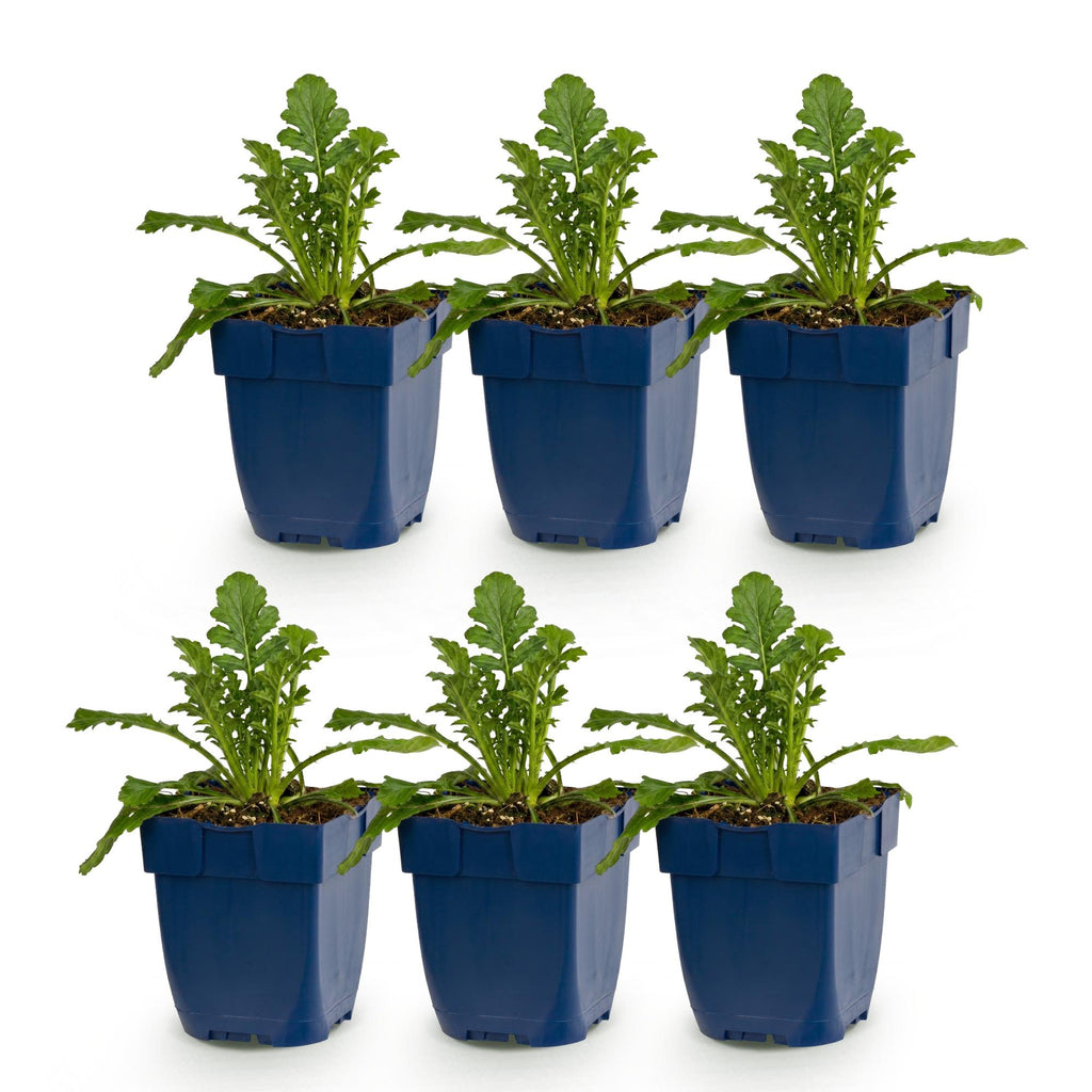 Scabiosa columbaria 'Butterfly Blue' (scabieuse) – violet – 6 plantes, Ø11 cm, 15–25 cm de haut – photo 2