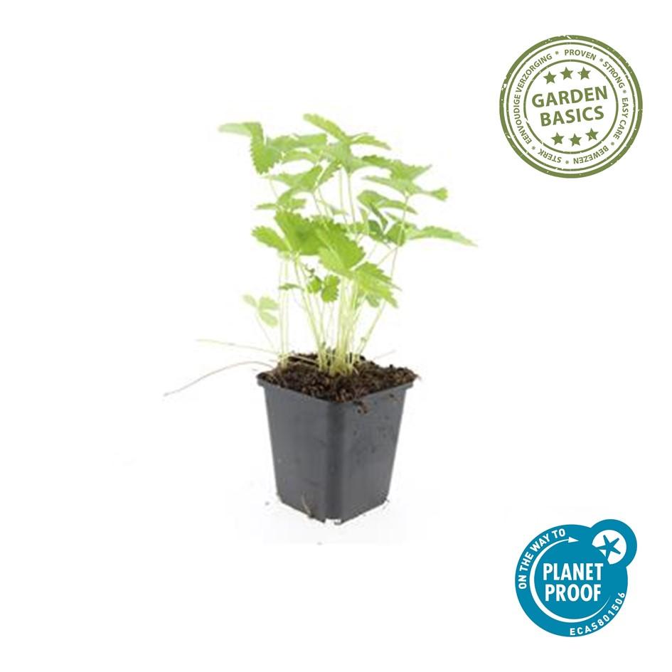 Fragaria vesca (aardbei) – 60 planten, Ø9 cm, 10–25 cm hoog – photo 5