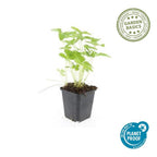 Fragaria vesca (aardbei) – 60 planten, Ø9 cm, 10–25 cm hoog