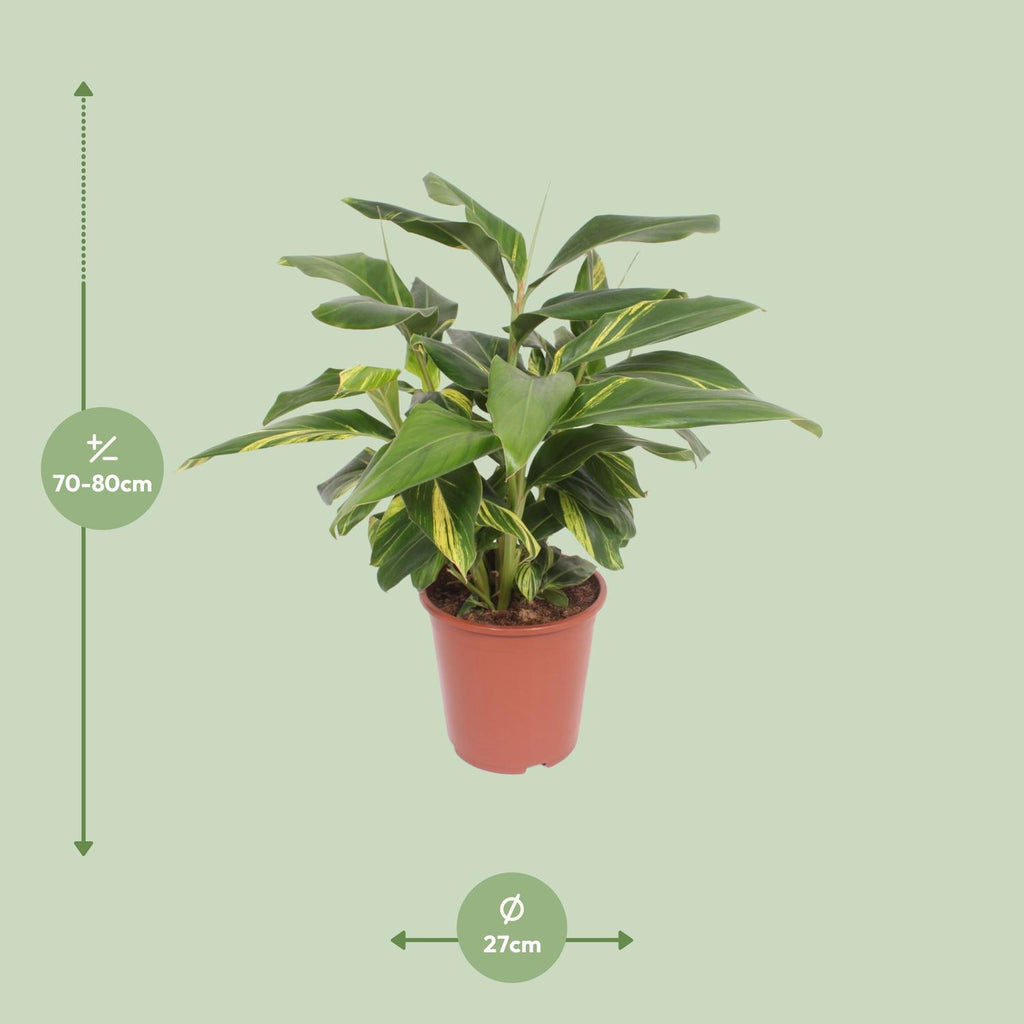 Alpinia Zerumbet Variegata (siergember) – Ø27 cm, 80 cm hoog